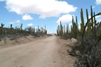 Baja road.