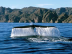 Blue whale near Loreto