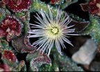 Cactus flower (looks exactly like a tube anemone)