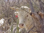 A cow with cholla cactus stuck on its face