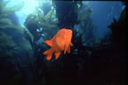 Garibaldi in kelp