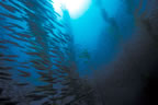 Large jack mackerel school in kelp at Anacapa.
