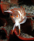 Nudibranch from Morro Bay.