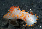 Clown nudibranch.
