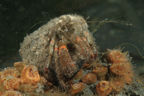 Hermit crab in Corynactis.