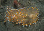 Janolus barbarensis nudibranch