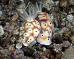 Two nudibranchs, one with stub rhinophore