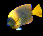 Adult Clarion angelfish from Socorro Island.