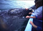 Gray whale snuggling panga at Laguna San Ignacio - Pam's hands in foreground