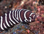 Zebra moray eel at Los Islotes
