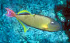 Colorful triggerfish.
