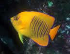 Juvenile Clarion angelfish from Socorro Island.