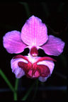 River orchid