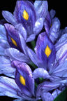 Water hyacinth - hated but beautiful