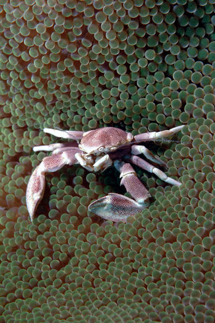 crab17_porcelain.jpg