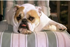 Rosie, our English Bulldog