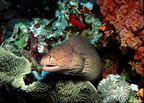Spotted eel on reef