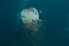 Giant jellyfish (just kidding)