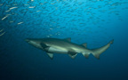 Sand tiger shark