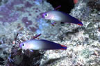 Two blue fire gobies