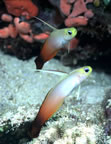 Two fire gobies