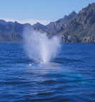 Big blow from blue whale near Loreto.