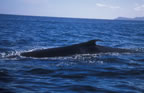 Finback whale near Loreto (Isla Carmen in background).