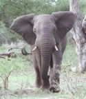 Elephant.