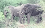 Elephants.