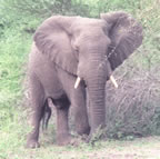 Elephant.