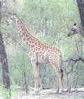 Giraffe.