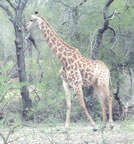 Giraffe.