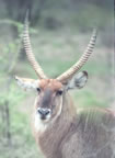 Kudu.