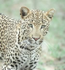 Leopard.