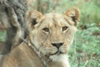 Lion.