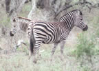 Zebras.
