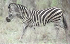 Zebra.