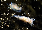 Nudibranchs on kelp