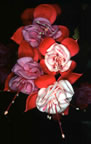 Alaskan fuchsia