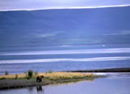 Grizzly in Katmai National Park