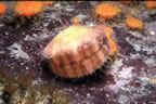 Flying scallop