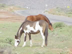 Horses grazing by the road--no fences around here