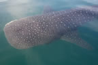 Whale shark.