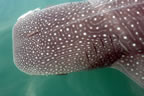 Whale shark head.