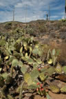 Cactus garden.