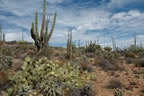 Cactus garden.