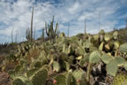 Cactus garden.