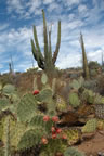 Cactus garden.