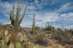 Cactus garden.