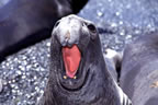 Northern elephant seal